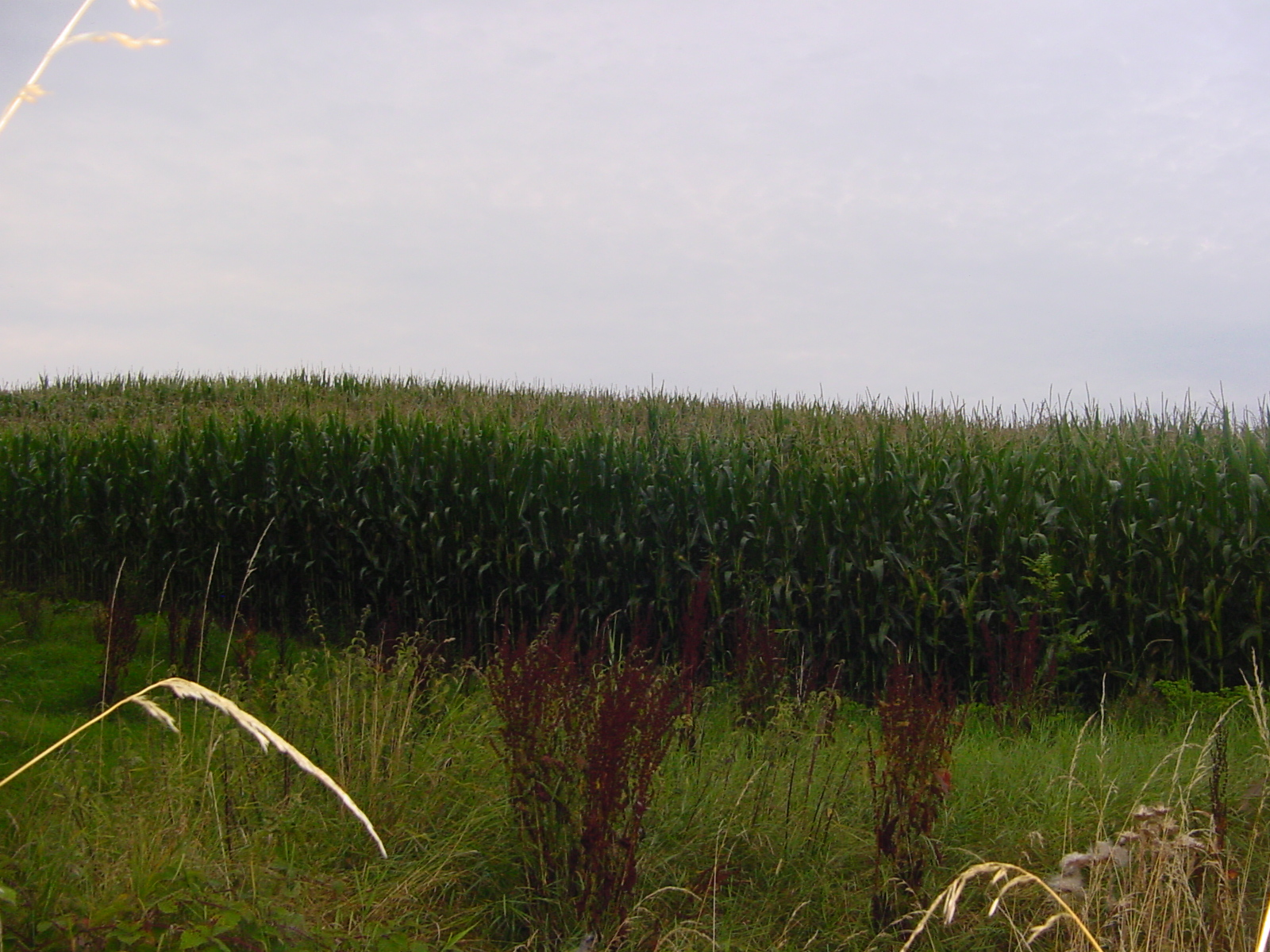 cool field